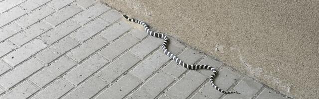 Lõuna päästekeskuse päästjad said väljakutsed Tartumaalt ja Põlvast