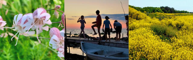 SUUR SUVEGALERII: viimsilaste suvised fototabamused