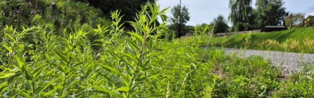 Sadamaraudteel alustatakse täna kanada ja sügis-kuldvitsa tõrjumise ehk niitmisega