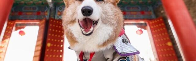 В Таллинне прошел фестиваль корги