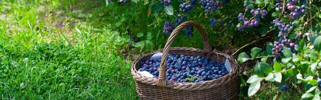 JUHIS | Tee ise mustikapeenar, mis mitukümmend aastat ämbrite viisi saaki annab