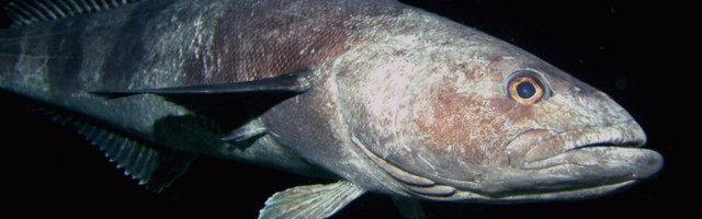 Soolamisvaba libedusetõrje saladus – kala veri?