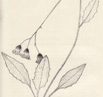 Charles Darwini nuivähk polegi nali