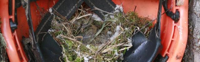 Linnupesad auto kapoti all ja kiivris: keskkonnaameti eksperdid räägivad, miks linnud valivad ebatavalisi pesitsuspaiku