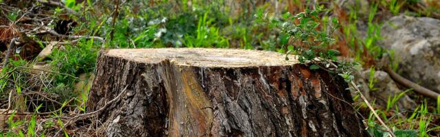 ERR: 10 aasta jooksul on Eestis metsa raiutud rohkem kui seda on juurde kasvanud