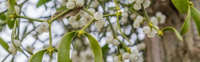 Kui külvaks õige puuvõõrikut?