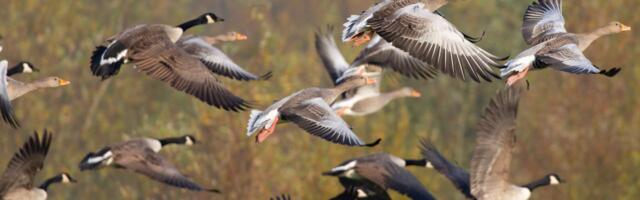 Haneliste heidutusjaht on lubatud kuues maakonnas
