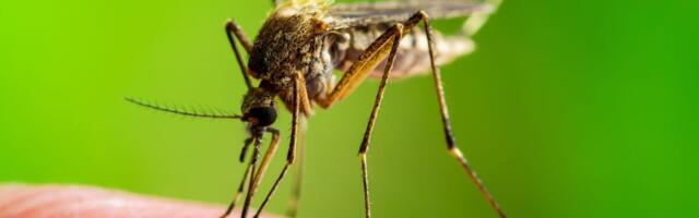 WHO: koroona tõstis malaariasurmade arvu