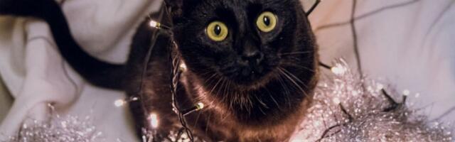 Varjupaikade MTÜ selle nädala staar on Jaco Võru varjupaigast