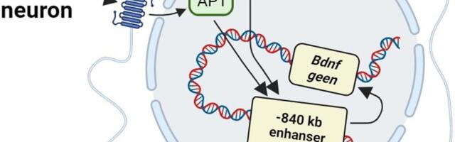 Tehnikaülikooli neuroteadlased avastasid uue ajus olulise DNA elemendi