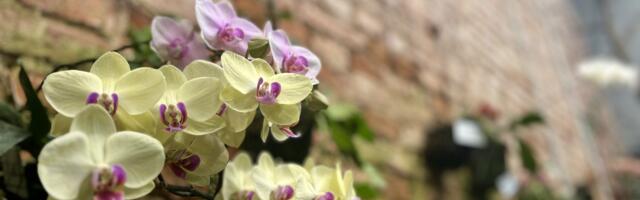 Homme avatakse Tartu Ülikooli botaanikaaias suur orhideenäitus