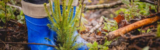 Riigimetsas algab sügisistutus