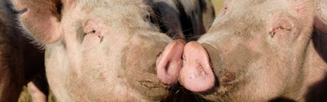 LÕPP PUURIAJALE I Euroopa Parlament keelustas põllumajandusloomade pidamise puuris