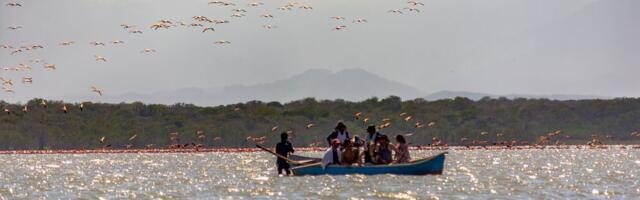 Linnuvaatlus Kuuba moodi: kidakeelne giid ja väike jalutuskäik suvalises võpsikus
