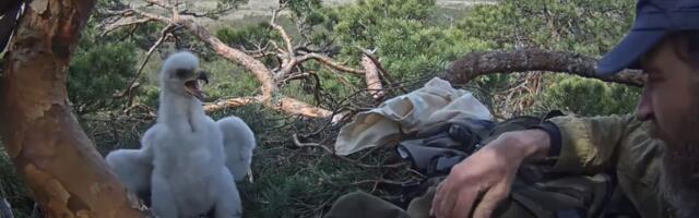 Noor kaljukotkas sai rõngad jalga