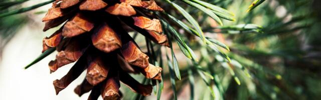 2023. aasta puu on harilik mänd