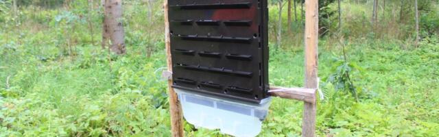 Keskkonnaagentuur: kuuse-kooreüraski kevadine lendlus on alanud