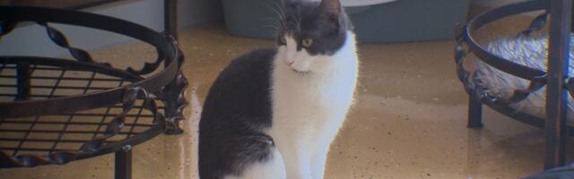 В Нарве продолжают дичать и плодиться бездомные кошки