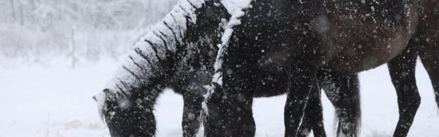 ILMATEADE | Lumesadu tiheneb üle Eesti