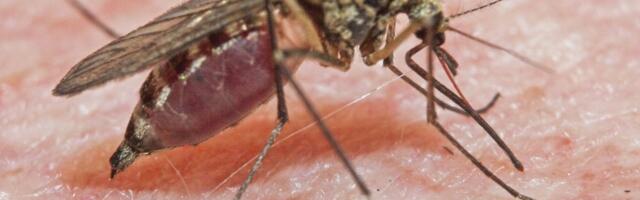 Eestis kinnitati sääskede kaudu leviva parasiidi inimesele kandumine