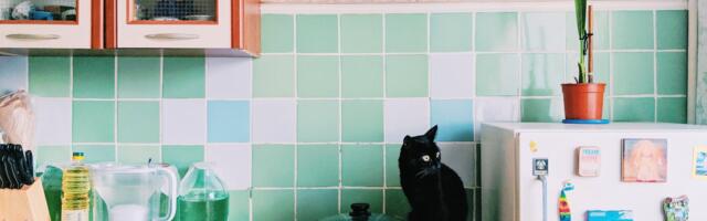 OHTLIK SELTSKOND | Millega said hakkama külmikut fännanud kass ja ilusalongis lustinud tšintšiljad?