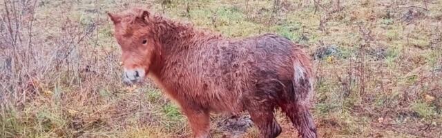 FOTOD | „Vigastused olid niivõrd rängad.“ Huntide saagiks langes kolm poni