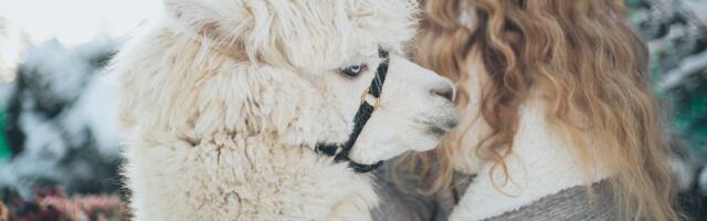 Need 3 sodiaagimärki on kõige tundelisemad armastajad