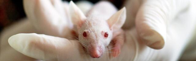 Ainult 1 päev on jäänud, et toetada loomkatsete keeldu Euroopas