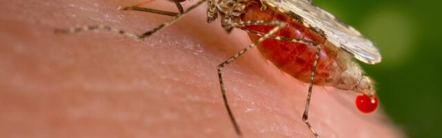 Surm paradiisisaarel: Dengue palavik võttis eestlase elu