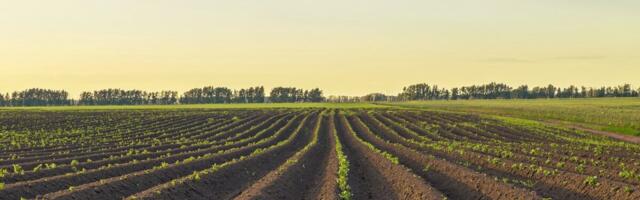 Lõppesid 2024. aasta ohtlike kartulikahjustajate seired