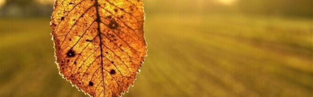 Ноябрь в Эстонии был на 2,5 градуса теплее нормы