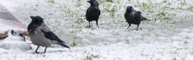 ILMATEADE | Kas pakane sai läbi? Lähipäevadel tõuseb õhutemperatuur mitmes Eesti paigas plussi