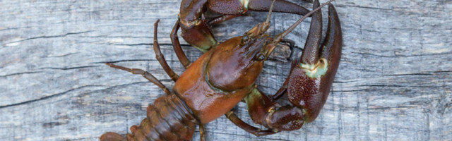 Keskkonnaamet manitseb: vähke ei tohi ühest veekogust teise asustada