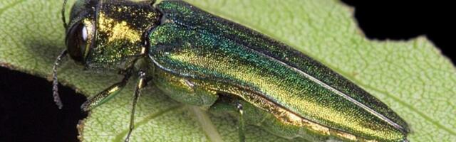 Algab saare-salehundlase seire