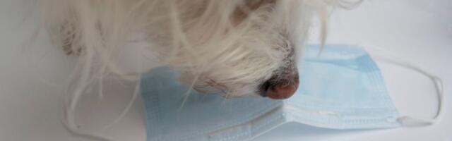 Inglased koolitavad välja koroonakoeri