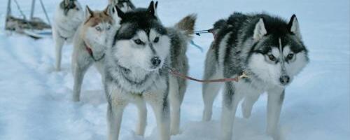 Perepäev kelgukoertega Mulgi Elamuskeskuses