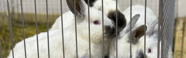 FOTOD | Nädalavahetusel ootab Eesti suurim küülikunäitus uudistajaid