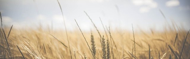 Tööloa lõppedes saab põllumajanduses töötav võõrtööline Eestis edasi töötada kuni 31. juulini