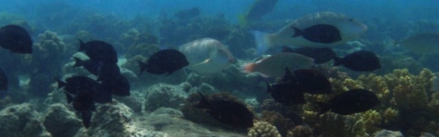 Kullapalavik merepõhjas: rikkuse allikas, aga ka oht keskkonnale