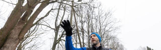 Järsu Uueveski oru nõlval elavad inimesed ootavad ohtlike puude piiramist