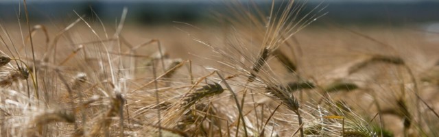 Põldu kodukontoris ei hari ehk Kuidas tunnetavad personalijuhid praegust olukorda