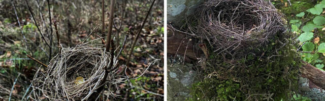 TÄNAVU TAPETI PESITSUSE AJAL HINNANGULISELT 120 OOO LINNUPOEGA