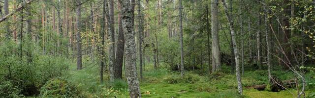 Taastatud soometsadest on tugevalt kahjustunud neli protsenti puistutest