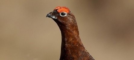 Ornitoloog: Kliima soojenemine on juba mõjutanud Eesti lindude elu – on ka kaotajaid