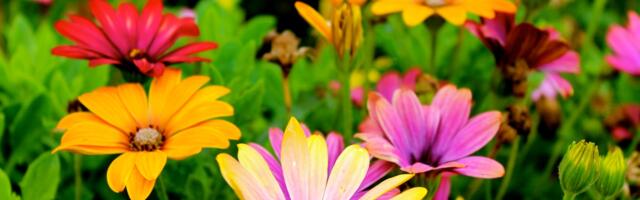 Suvelilled toob Tartusse Kanepi aiand