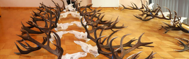 Jahimehed ja ametnikud  vaidlevad metssigade arvukuse üle