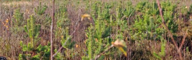 RMK soovib 2026. aasta uuendusraiete mahuks 8410 hektarit