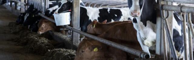 Põllumajandustootjate TOP: piimatootjad tegid puhta töö