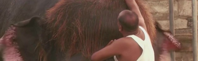 Reporter: Vinge soenguga elevant mängib suupilli