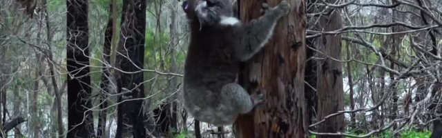 Reporter: Põlengus kannatada saanud koalad lasti tagasi loodusesse